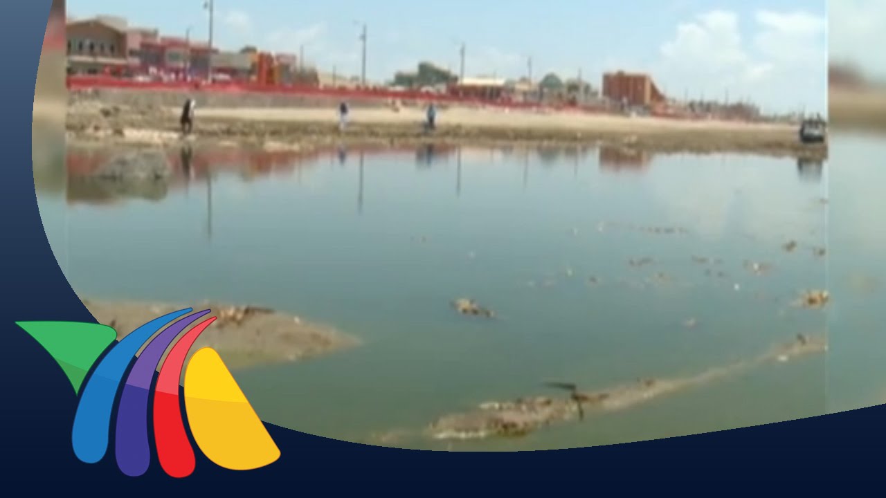 Hallan caimán en playa de Coatzacoalcos | Noticias de Veracruz