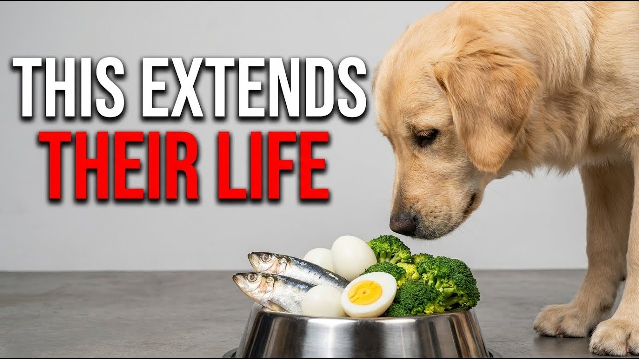 7 Powerful Superfoods That Support a Longer, Healthier Life for Dogs