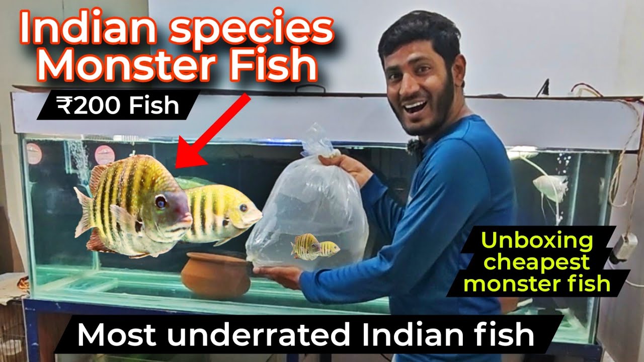 Monster Fish,  Pearl Spot Fish Unboxing & Adding in Arowana tank