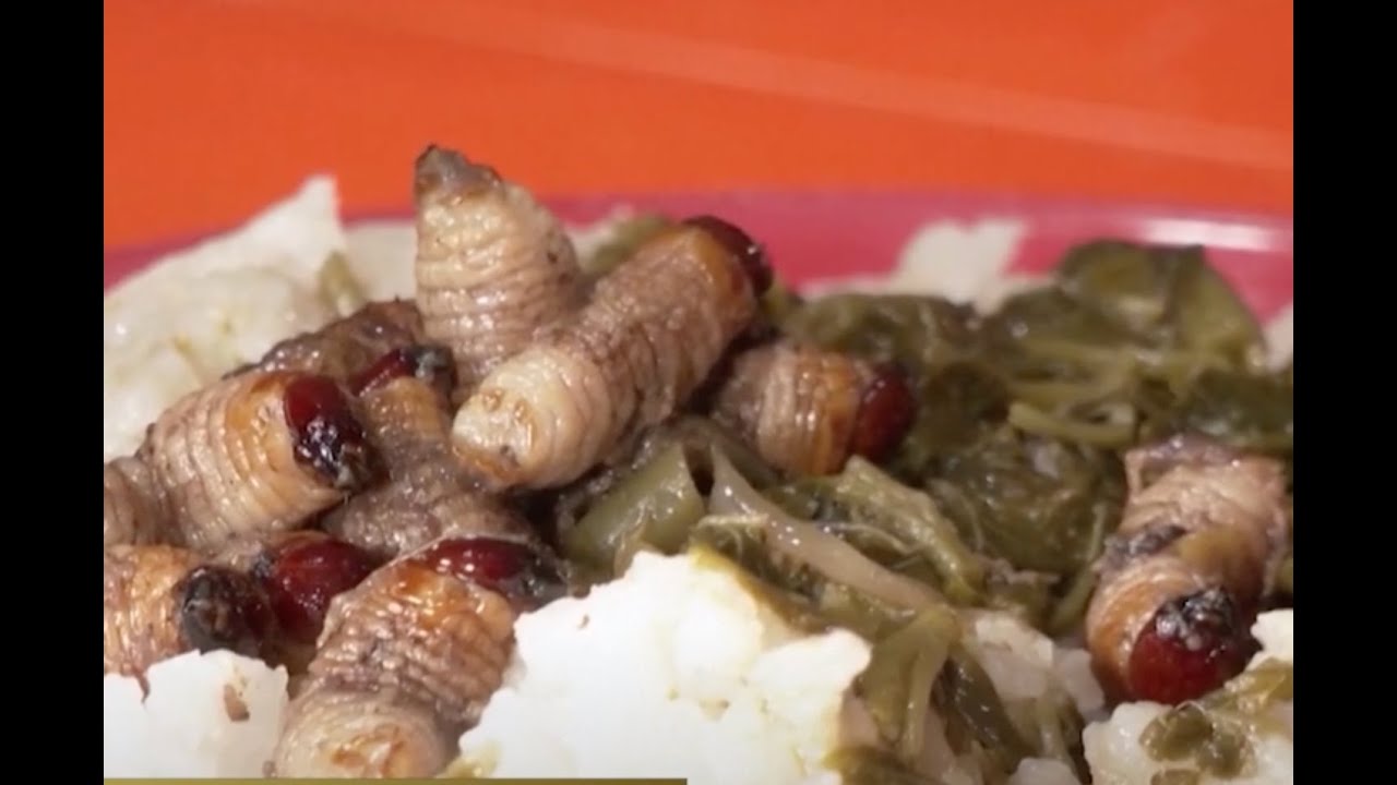 Edible insects being studied as a sustainable food source to fight malnutrition in Africa