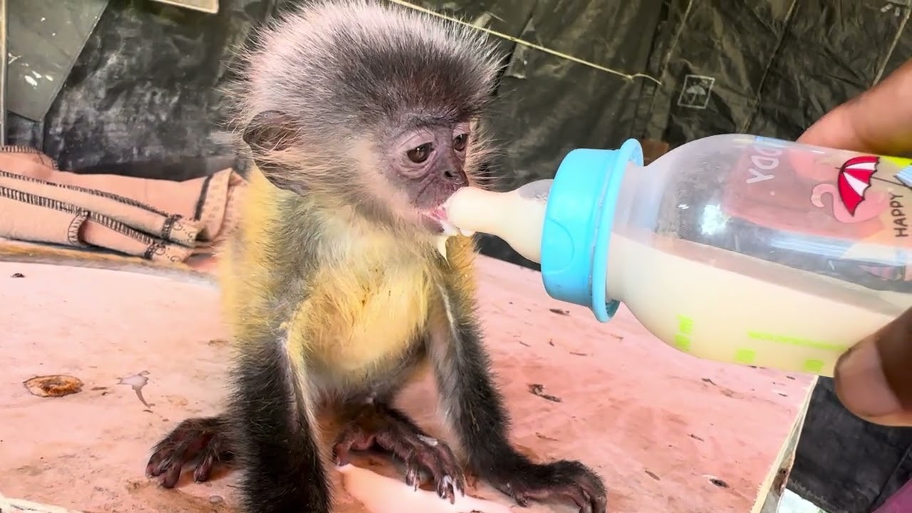 Tiny Orphan Monkey Feeding Time 🐒🥺