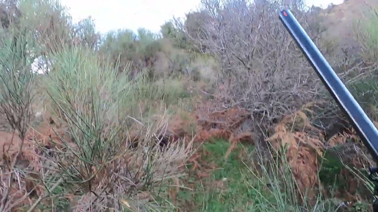κυνηγι ορεινής πέρδικας