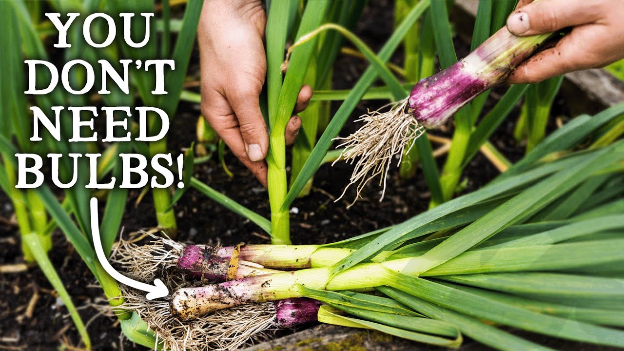 Why You Should Harvest Garlic in May