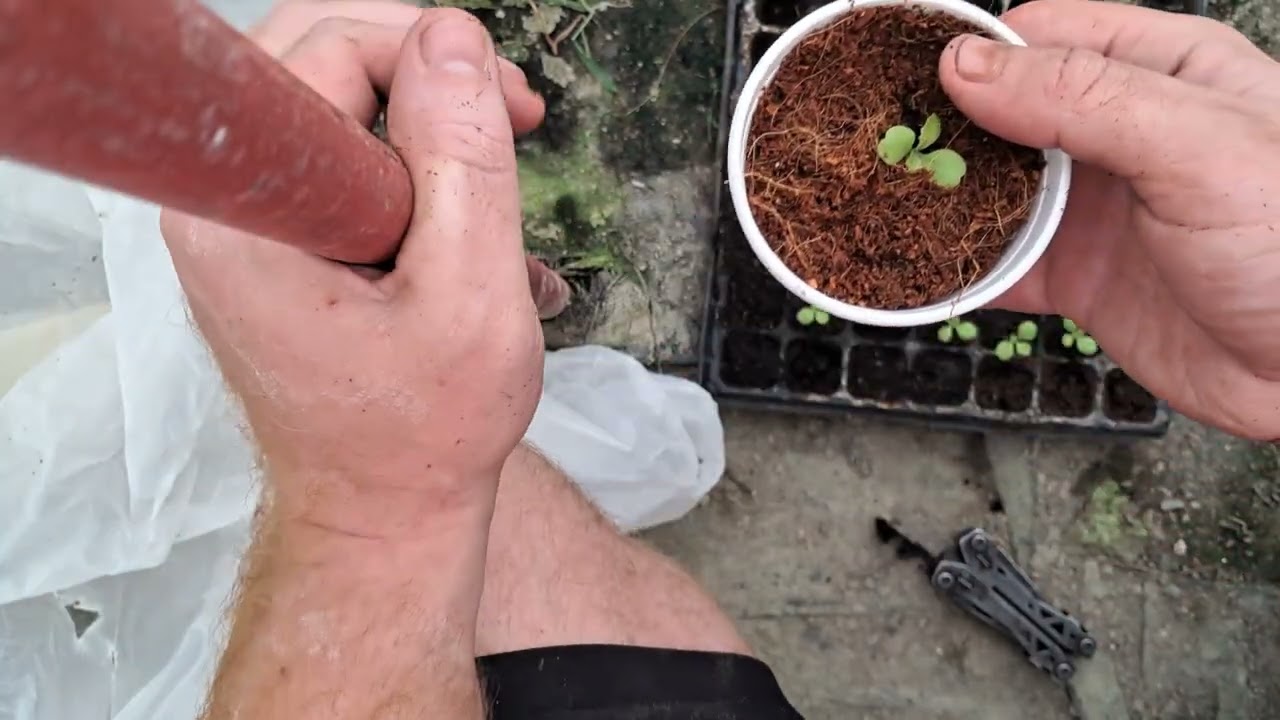 Choose Joy (How to Hydroponic episode 1)