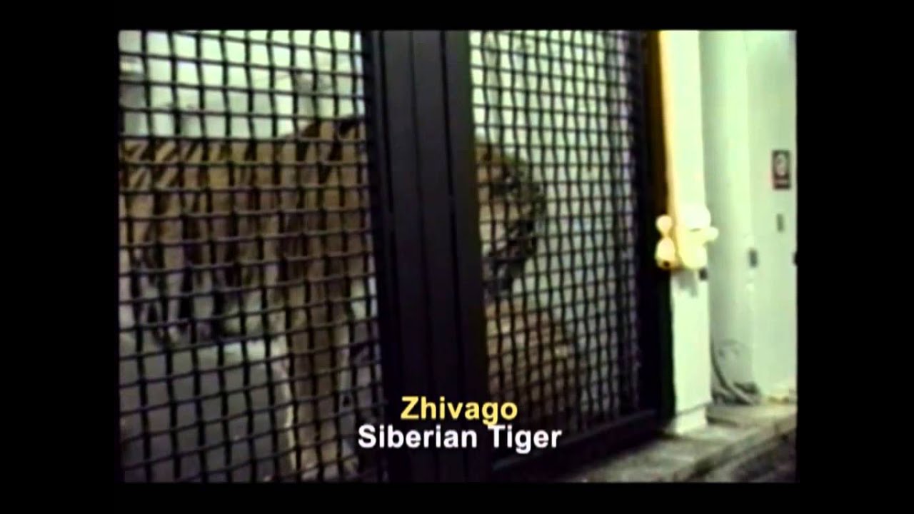 Brookfield Zoo (1993)