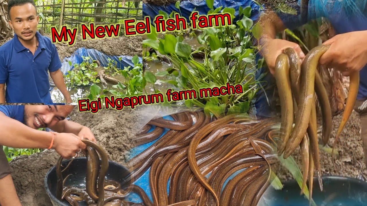 Eel fish farming in Hojai Assam/ Bishnupur Meitei village/[Ngaprum farming] in Manipuri language