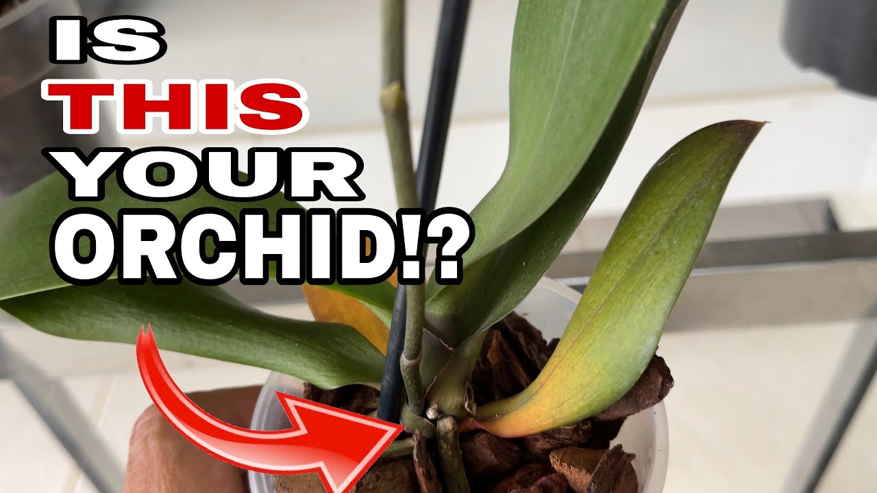 5 Deadly Nutrient Deficiencies in Orchids You Must Know
