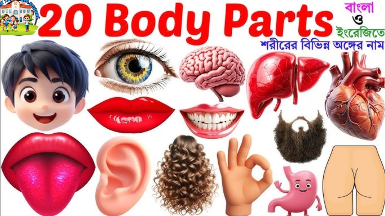 Learn Human Body Parts Name | 20 Body Parts Name in English with Pictures| Body Parts Name for Kids