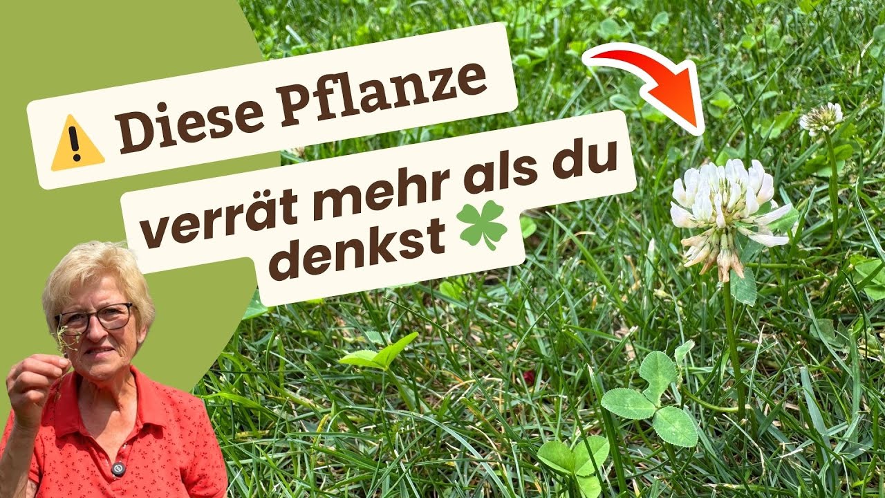 Wei&szlig;klee als Zeigerpflanze - Das steckt dahinter