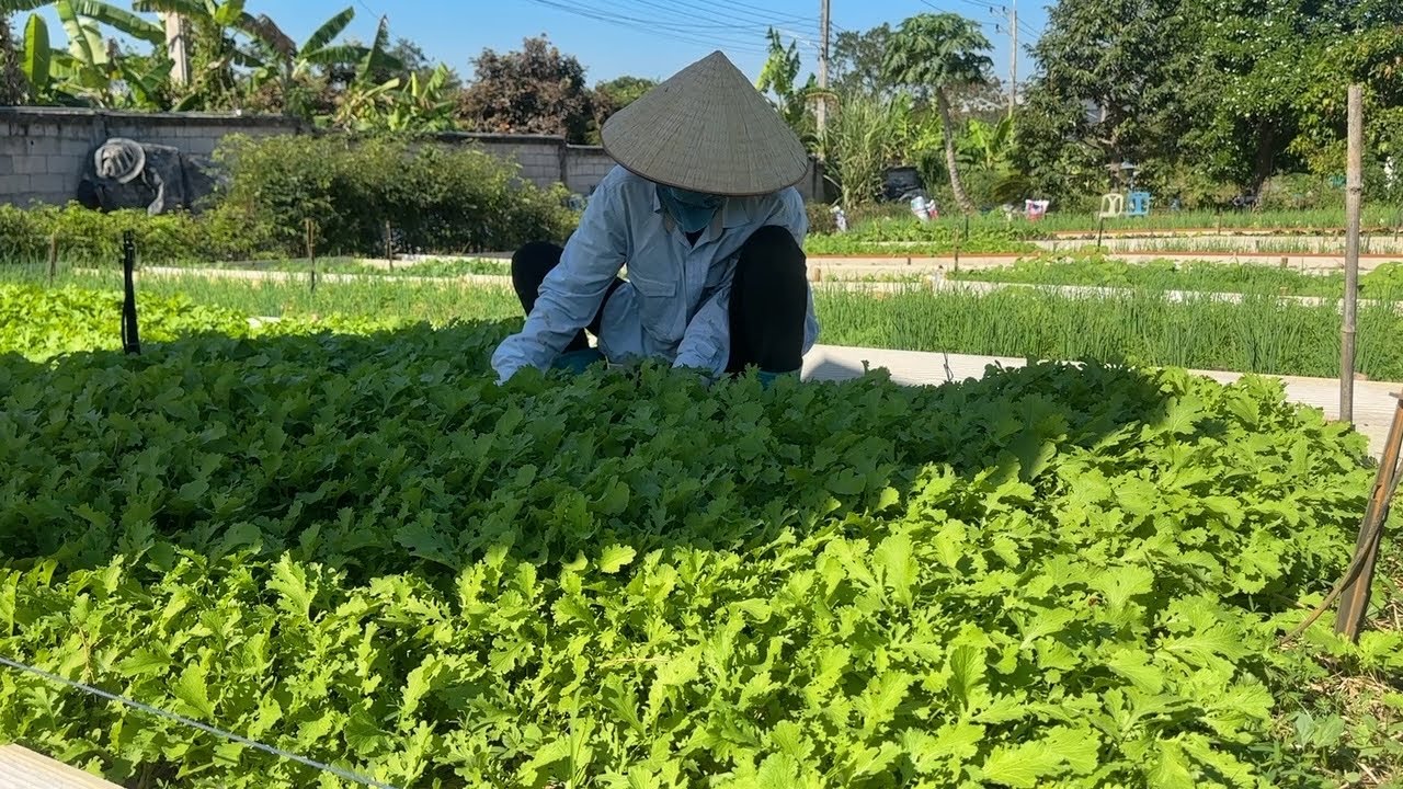 #558 Thu Hoạch Rau Muống, Cải Đuôi Phụng, Ngò Rí, Làm Đất Trồng Thêm Rau Cải Rổ 
