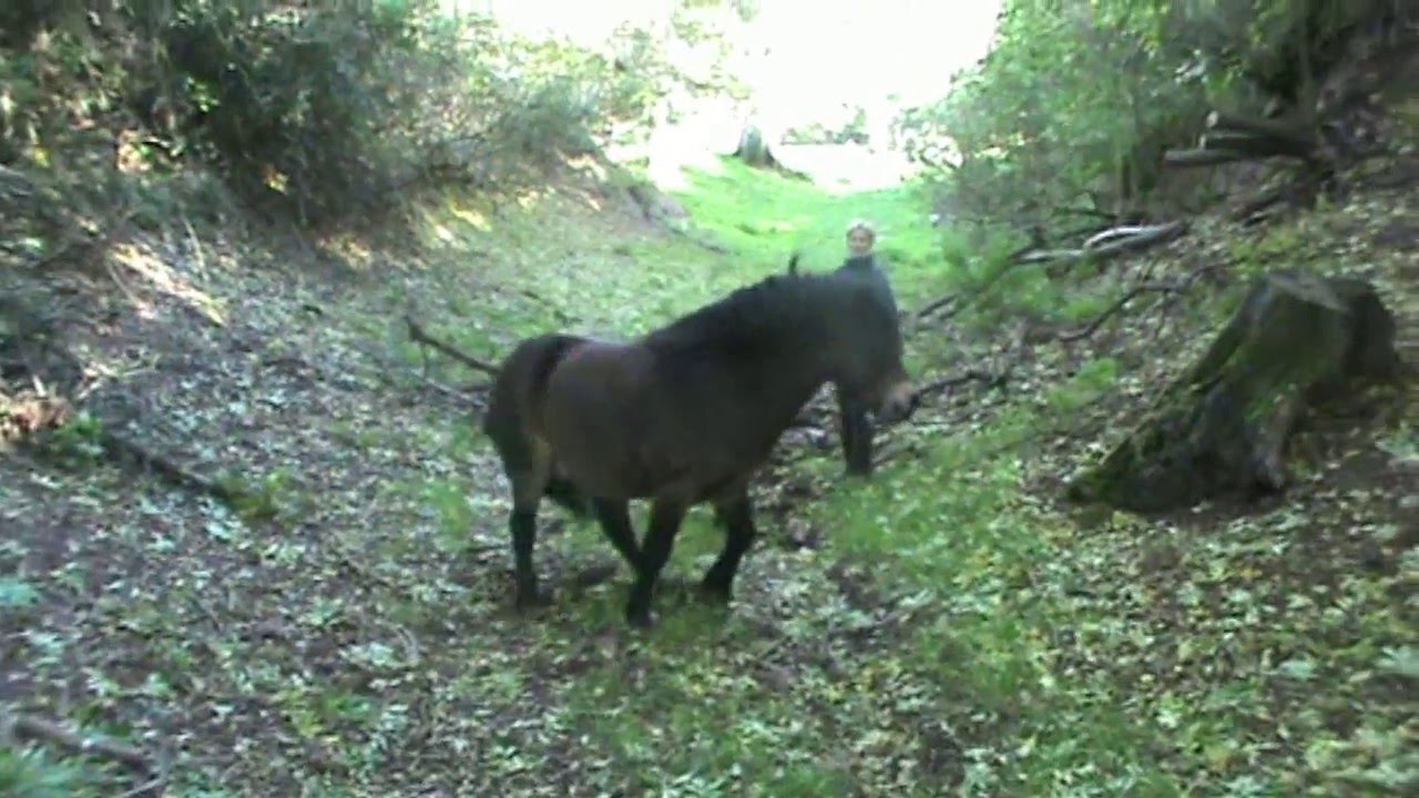 Horse Agility World Champion Exmoor stallion Bear & Dawn's liberty clips
