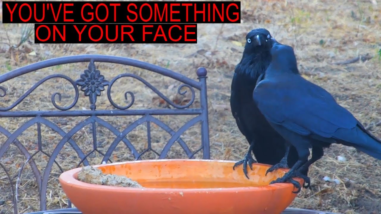 Australian Ravens Doing Australian Raven Things