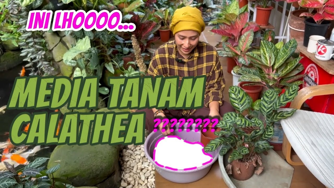 Media Tanam CALATHEA