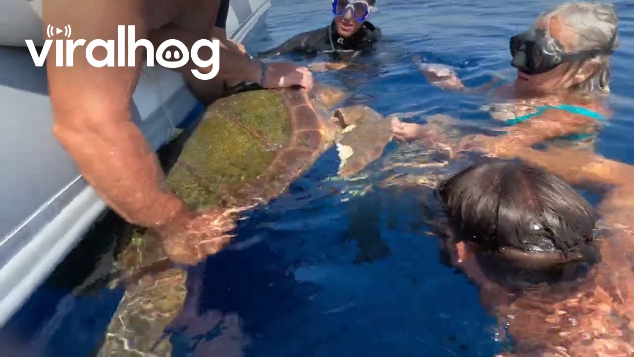 Cut and Free: Saving an Entangled Sea Turtle || ViralHog