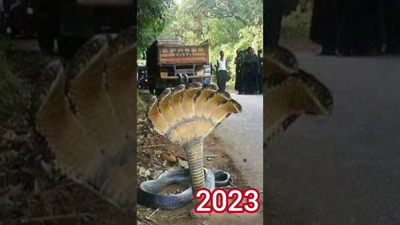 2023 seven head snake and 5000bce shorts ||mythical biology|| 