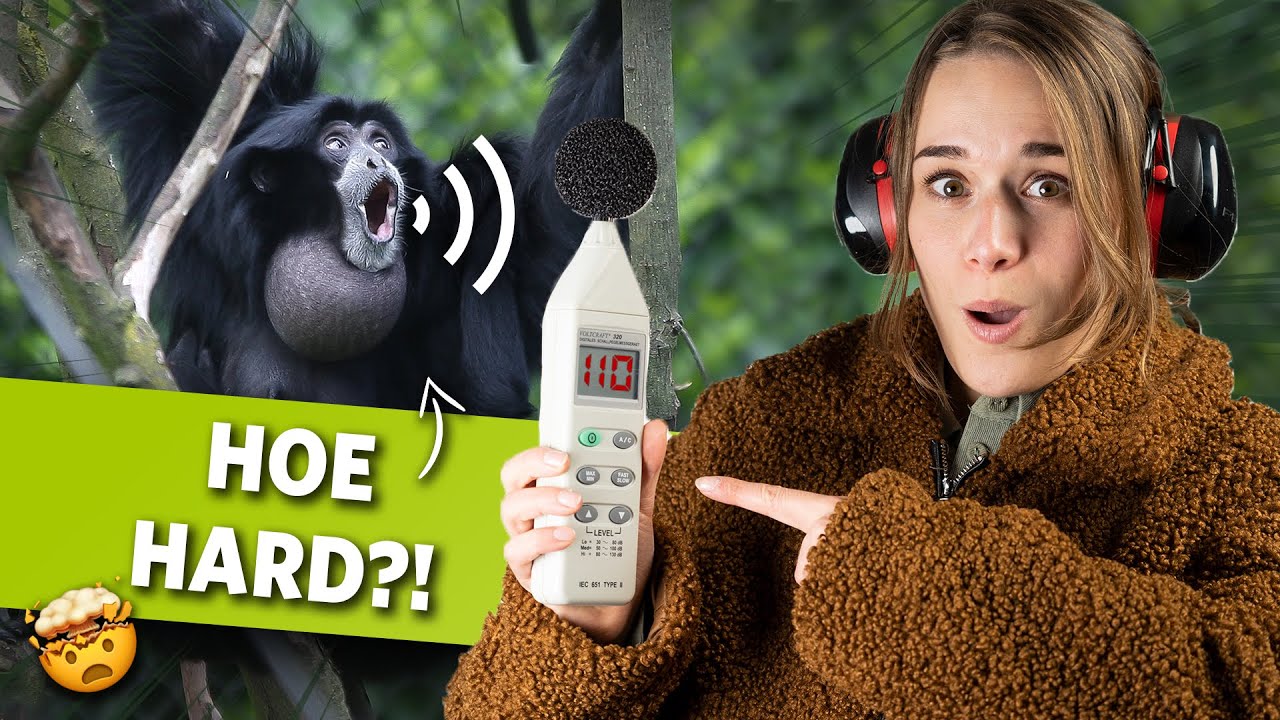 Hoe HARD kunnen SIAMANGS ZINGEN? 🔊 | Videoranger