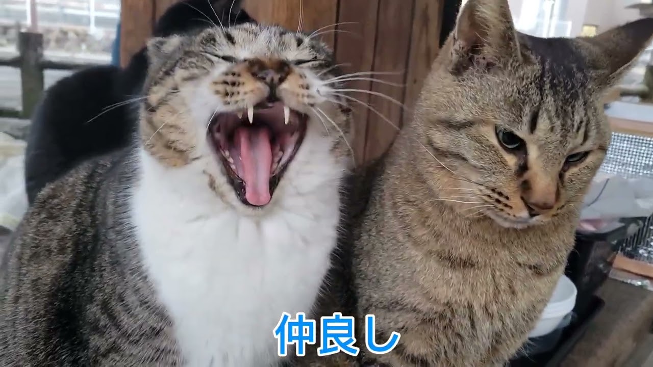 夕ごはんの様子