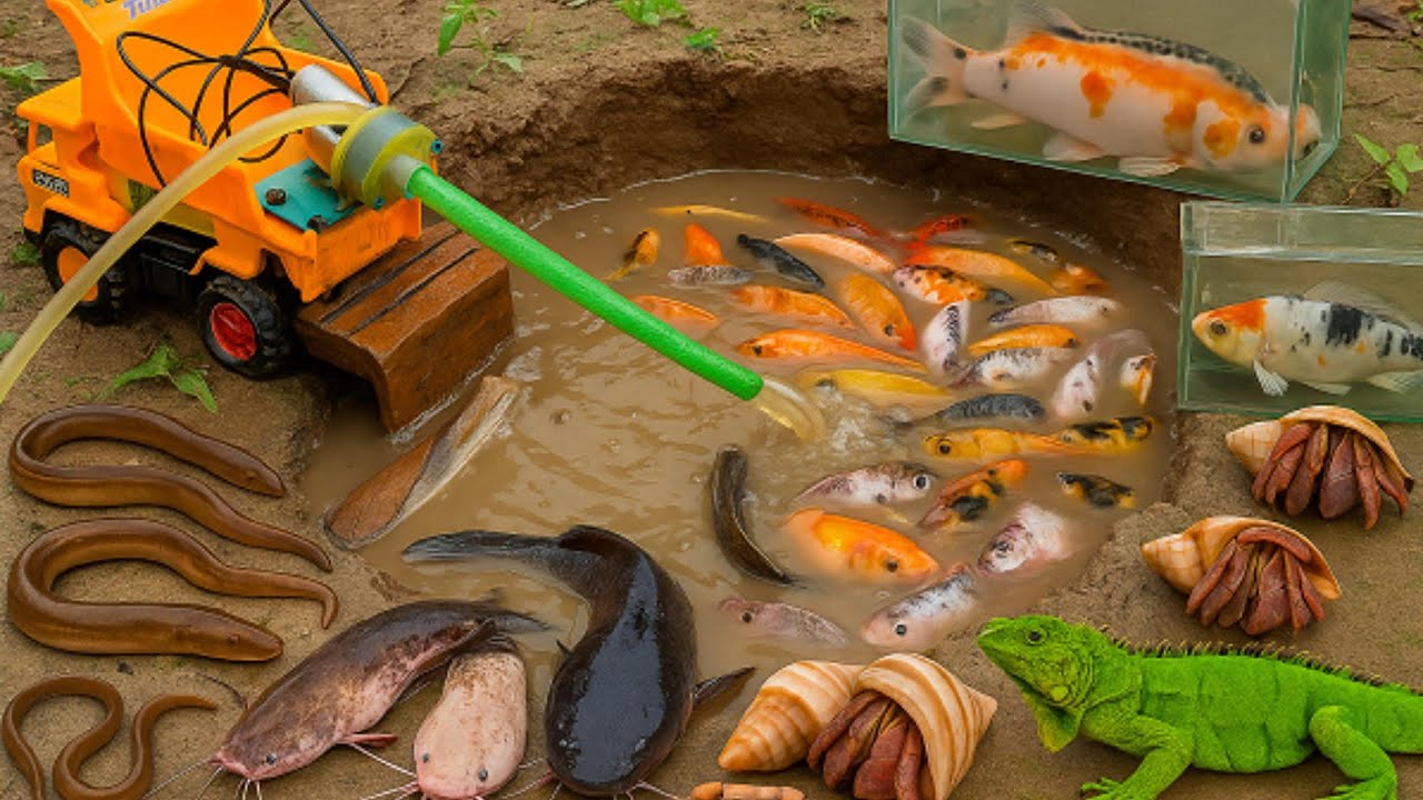 Catch Fish | TinyTruck Fishing Adventure! Jungle, Mud & Amazing Fish Surprises