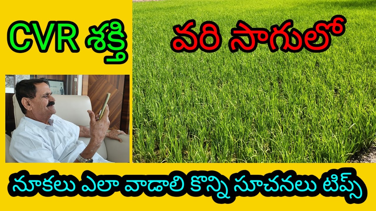 CVR శక్తి వరిలో కలుపు రాకుండా నూకలు ఎలా వాడాలి  టిప్స్ #ChinthalaVenkataReddy #PadalaGoutham