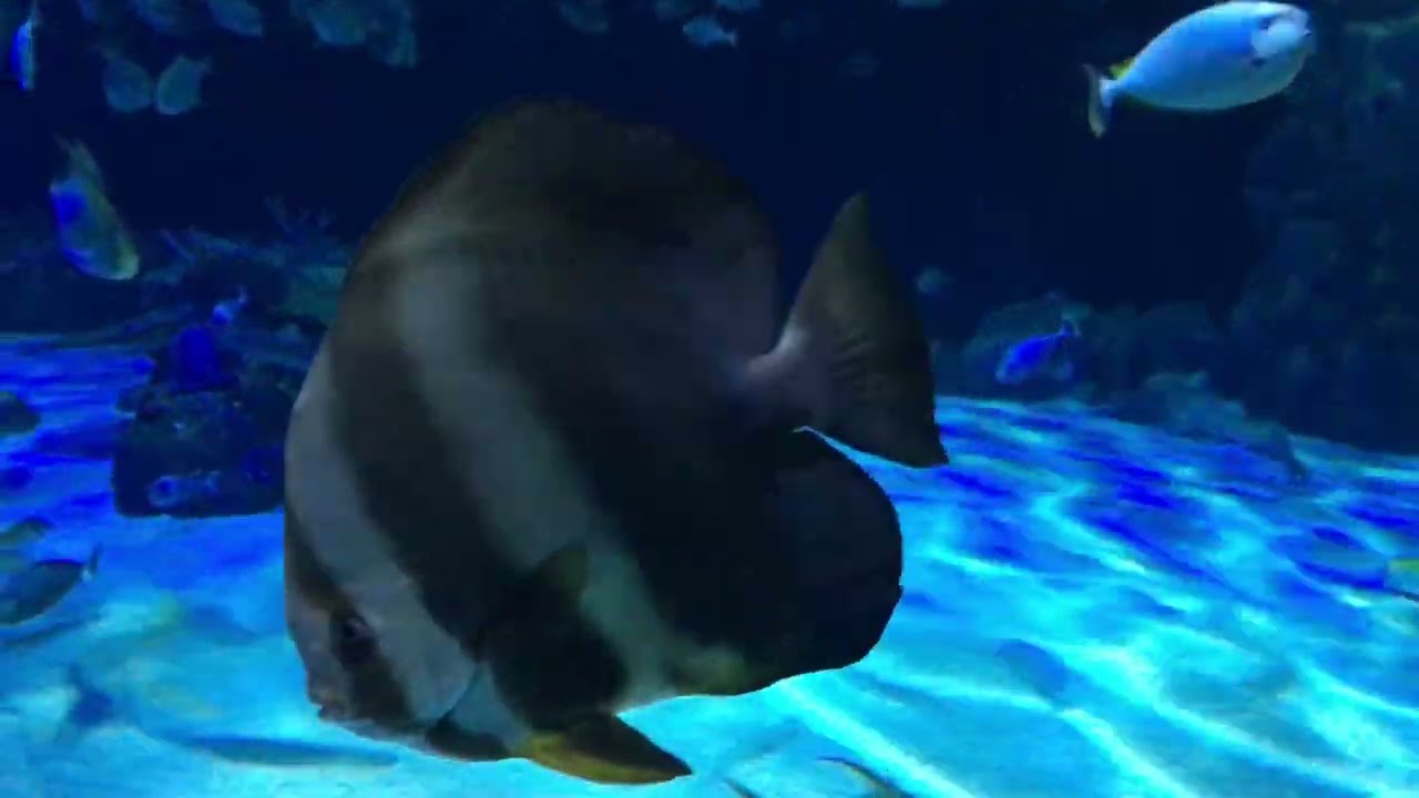 Angkor Wildlife Aquarium | #angkor #nature #garden #gardening