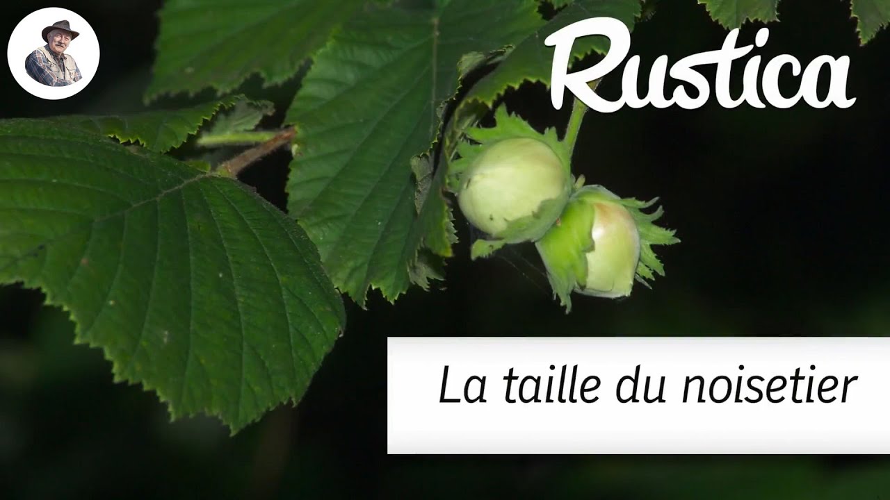 La taille du noisetier