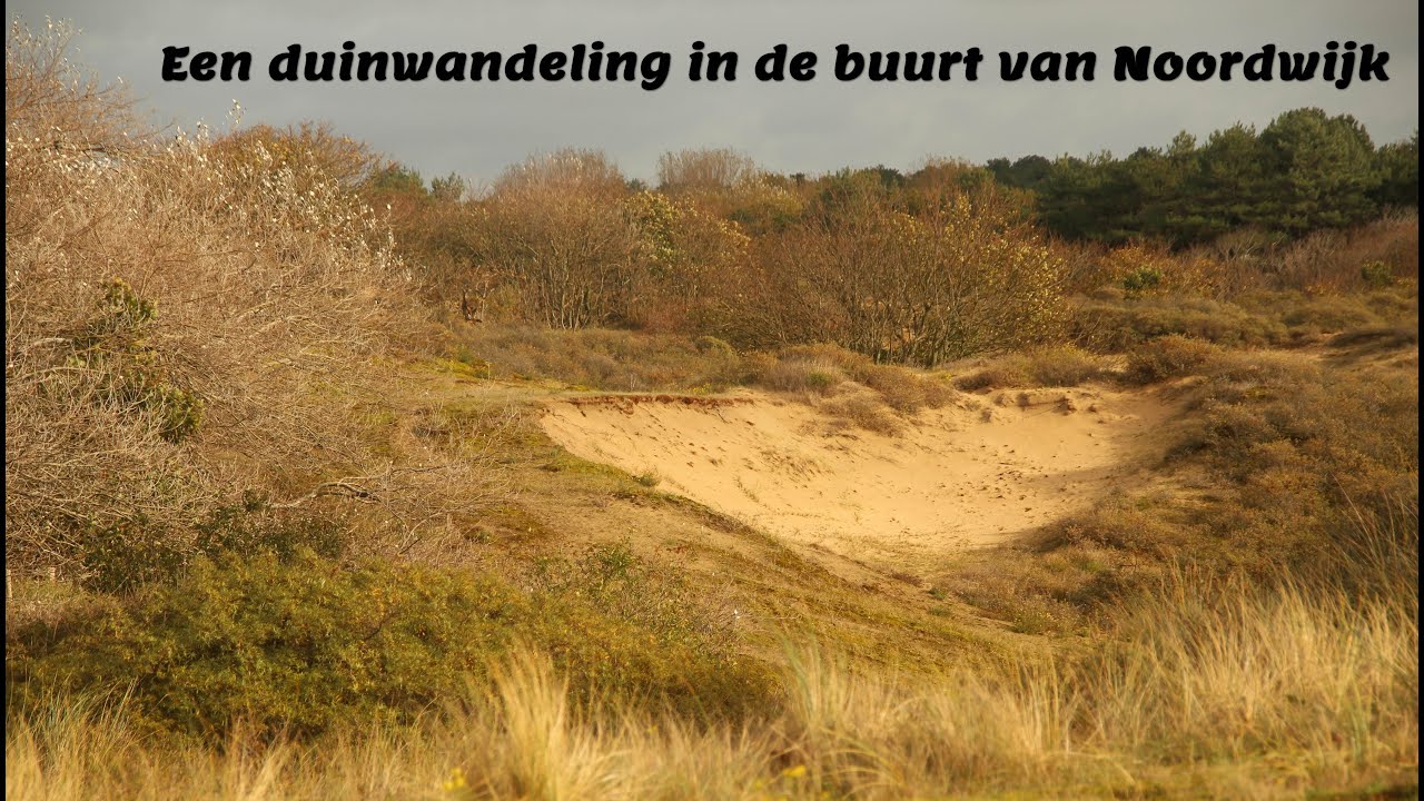 Een herfstwandeling door de duinen in de buurt van Noordwijk, Netherlands