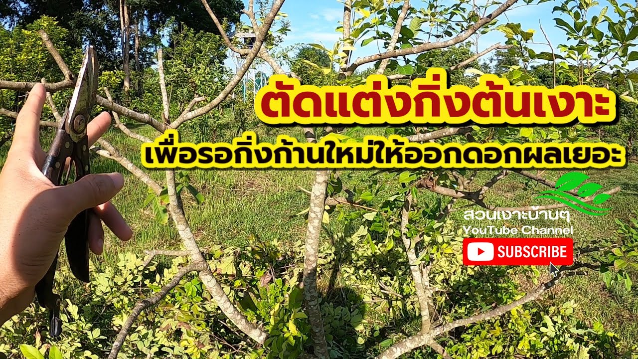 🌳ตัดแต่งกิ่งต้นเงาะ🌳🌳 เพื่อรอกิ่งก้านใหม่ให้ออกดอกผลเยอะ เป็นอย่างไรไปชมกันครับ