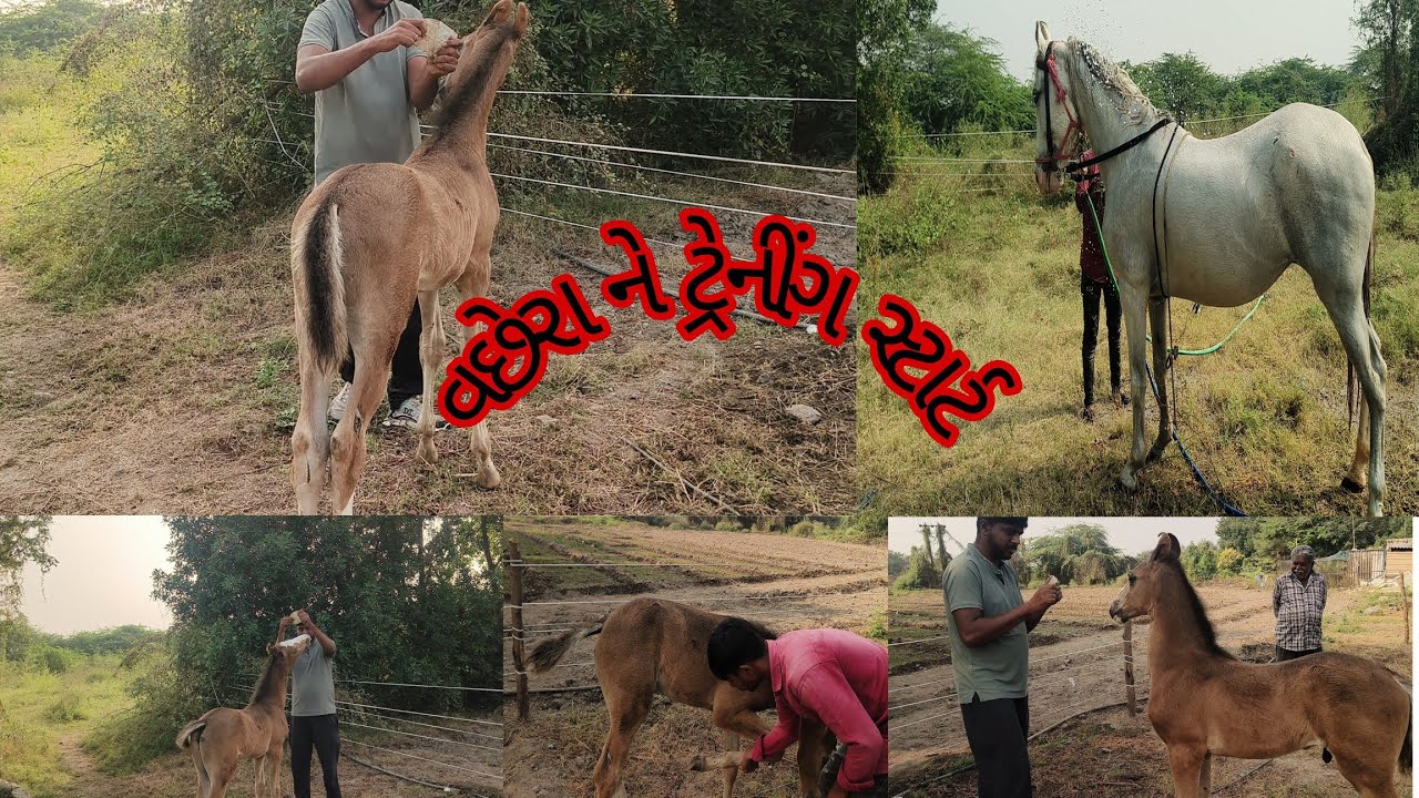 વછેરા ને ટ્રેનીંગ સ્ટાર્ટ 