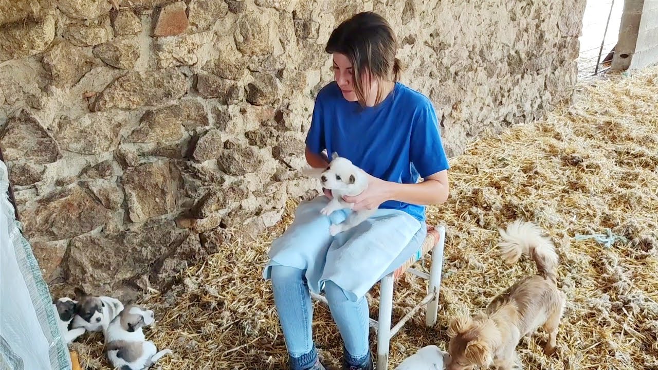 Tenemos que ayudar a los cachorros, nos comen por una pata