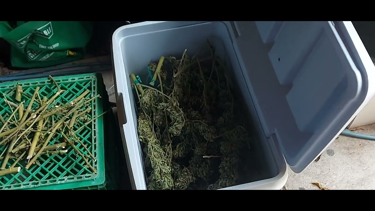 Cannabis grow 2024 #ELECTROCULTURE