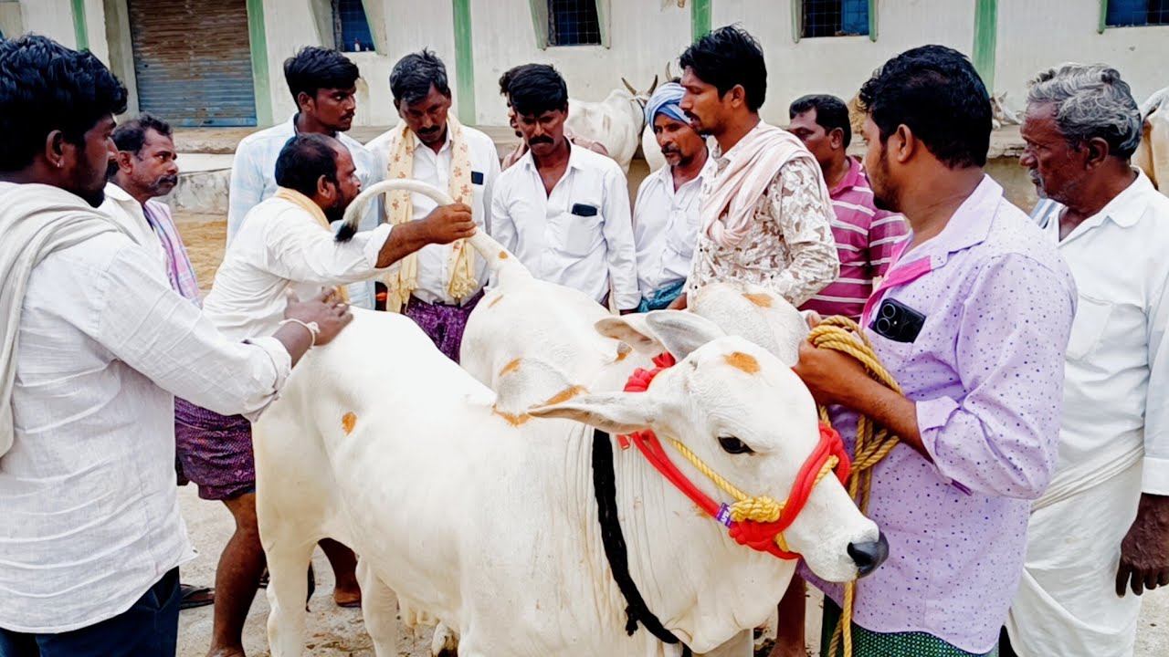కోదాడ ఒంగోలు జాతి పాల పల్ల కోడెల సంత -కోదాడ సంత-కోదాడ మార్కెట్-kodada cattles market-kodad ox market