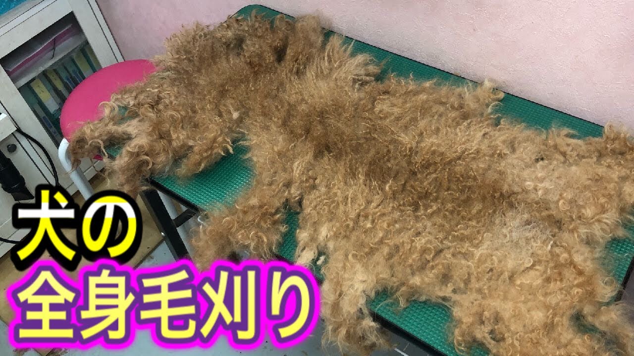 【犬の全身毛刈り】全身毛玉のトイプードルさん達をすっきり身軽にしていきます！日頃のブラッシングやトリミングは重要です。