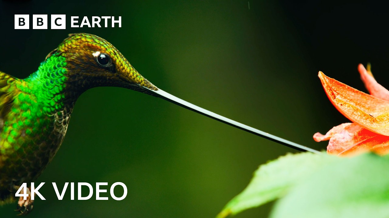 4 Hours Of Remarkable Wildlife Narrated By David Attenborough | 4K UHD | BBC Earth