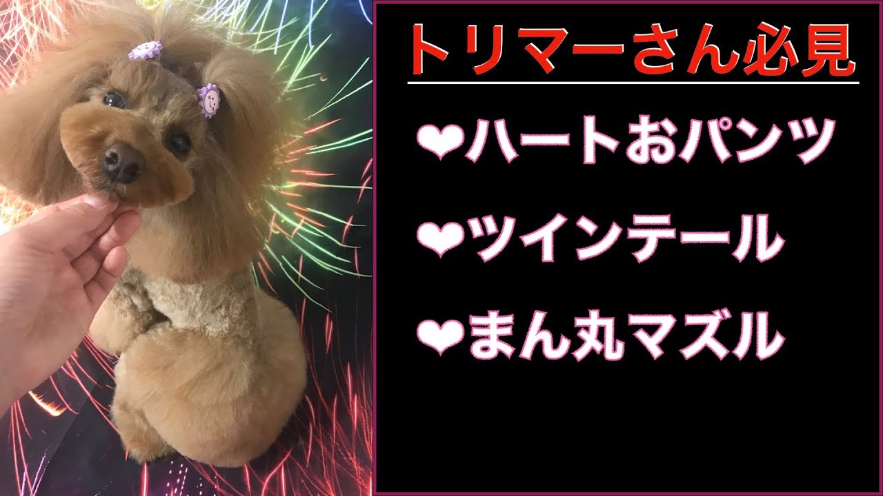 プードルのデザインカット！おパンツカット＆ツインテール