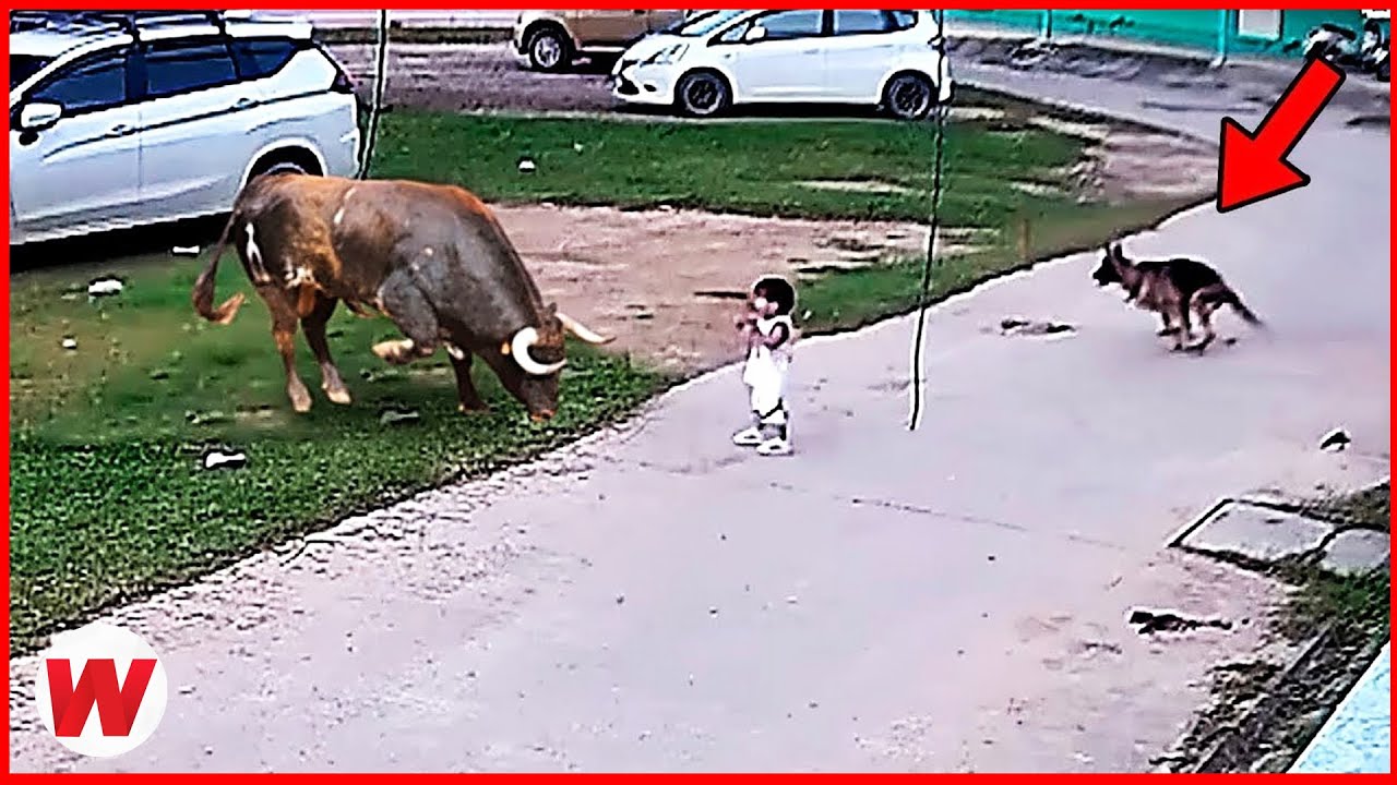 100 Animales H&eacute;roes que Salvaron Vidas Humanas !