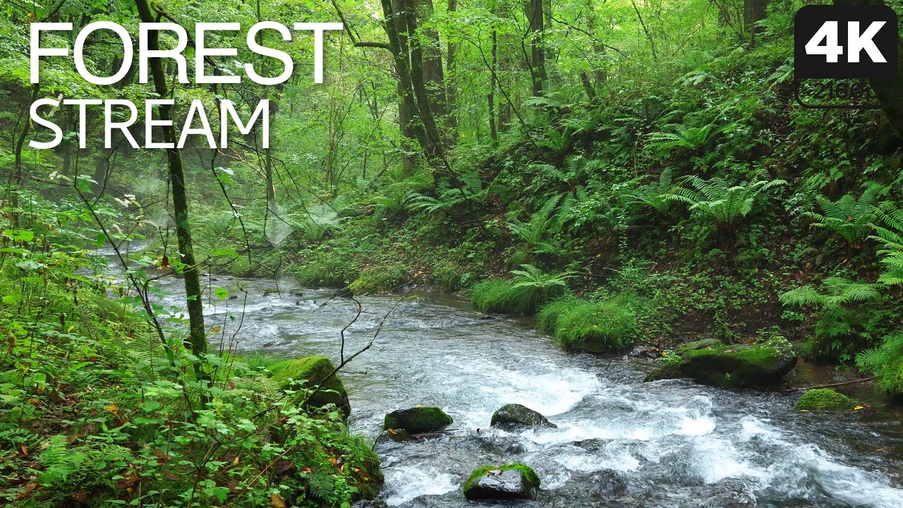 4K Forest Stream | 5 Hours Relaxing Nature Sounds with Birdsong for Sleep & Stress Relief