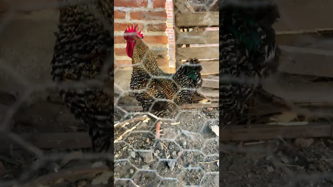 Pareja de gallo Rodailo Bulico c/Gallina Anaranjada |Temporada 2026