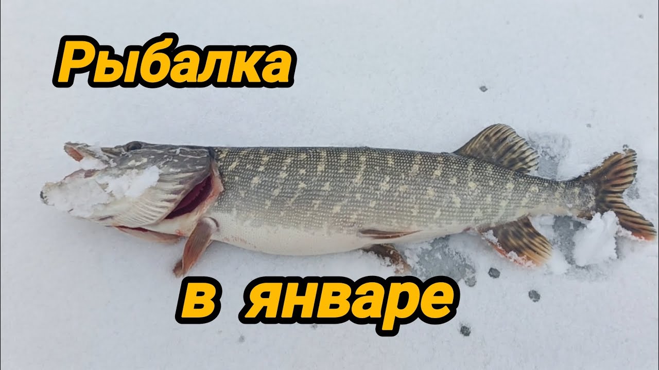 ГЛУХОЗИМЬЕ НАСТУПИЛО 🤔 НО БЕЗ УЛОВА НЕ ОСТАЛИСЬ 😀🐟 РЫБАЛКА 68. РЫБАЛКА В ТАМБОВСКОЙ ОБЛАСТИ. 
