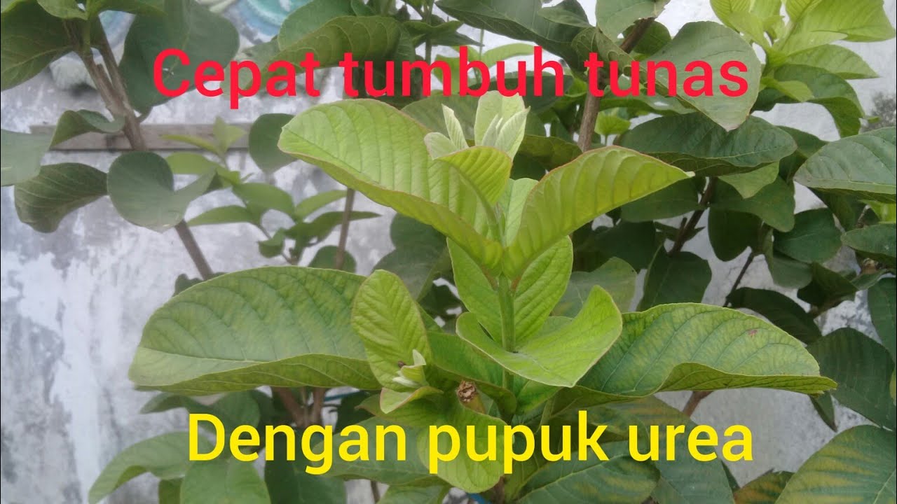 Tabulampot Jambu Biji Cepat Tumbuh Tunas, Dengan Pupuk Urea