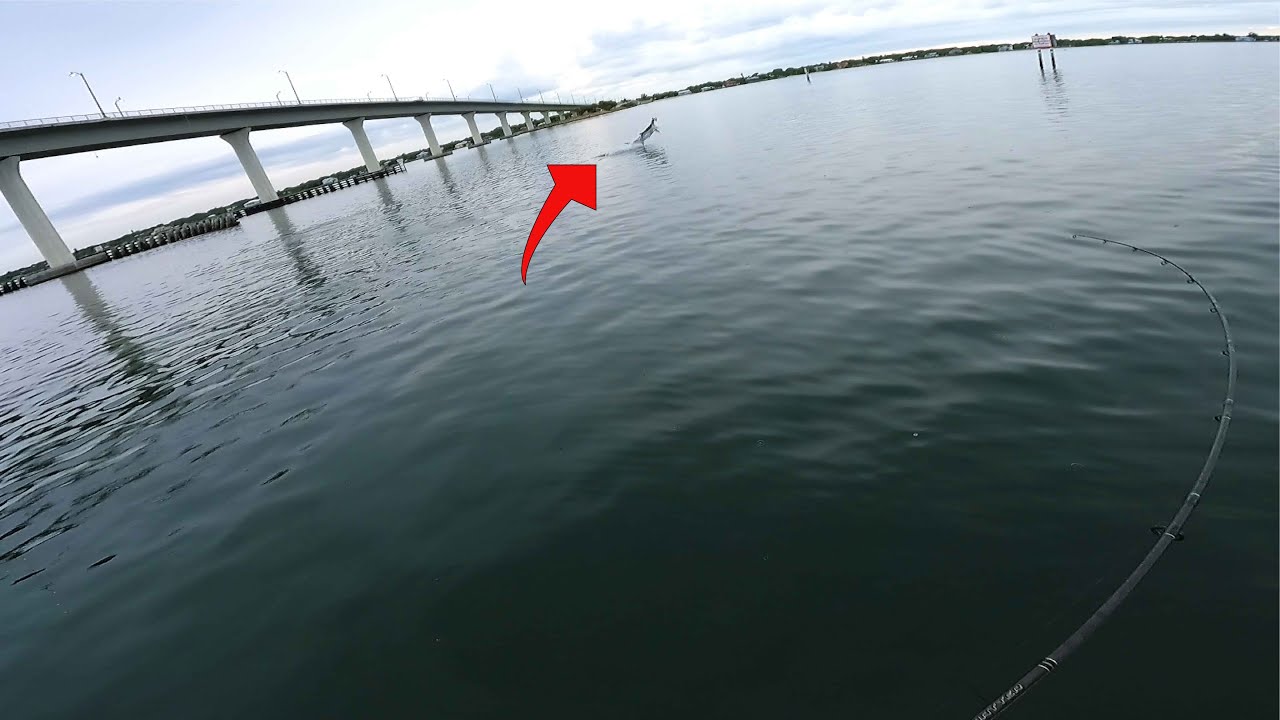 Hooked A Monster Fish - Indian River Fishing