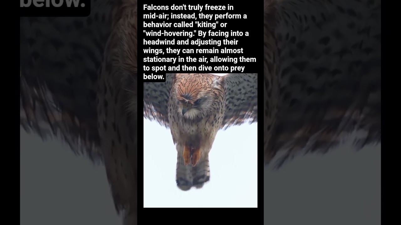 How Can a Falcon Freeze Itself in Mid-Air? #falcon #ytshort