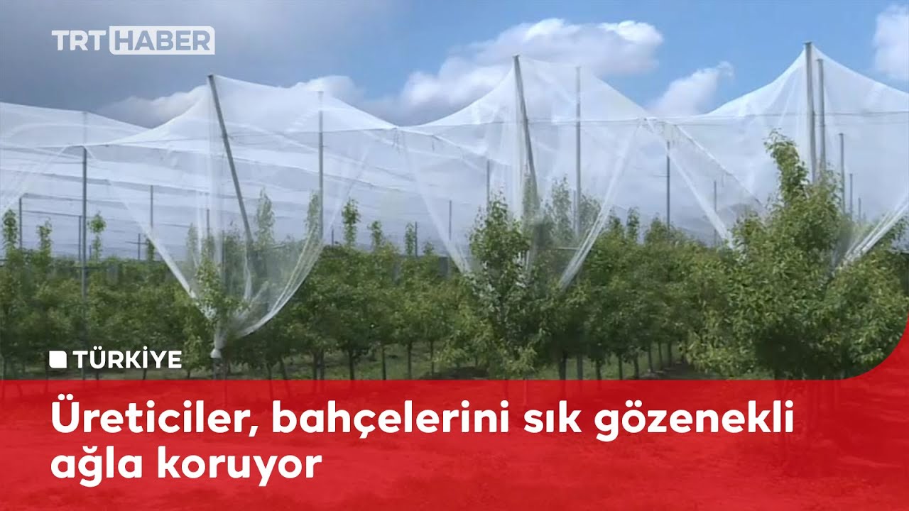 Doluya karşı bahçelerini ağla koruyorlar