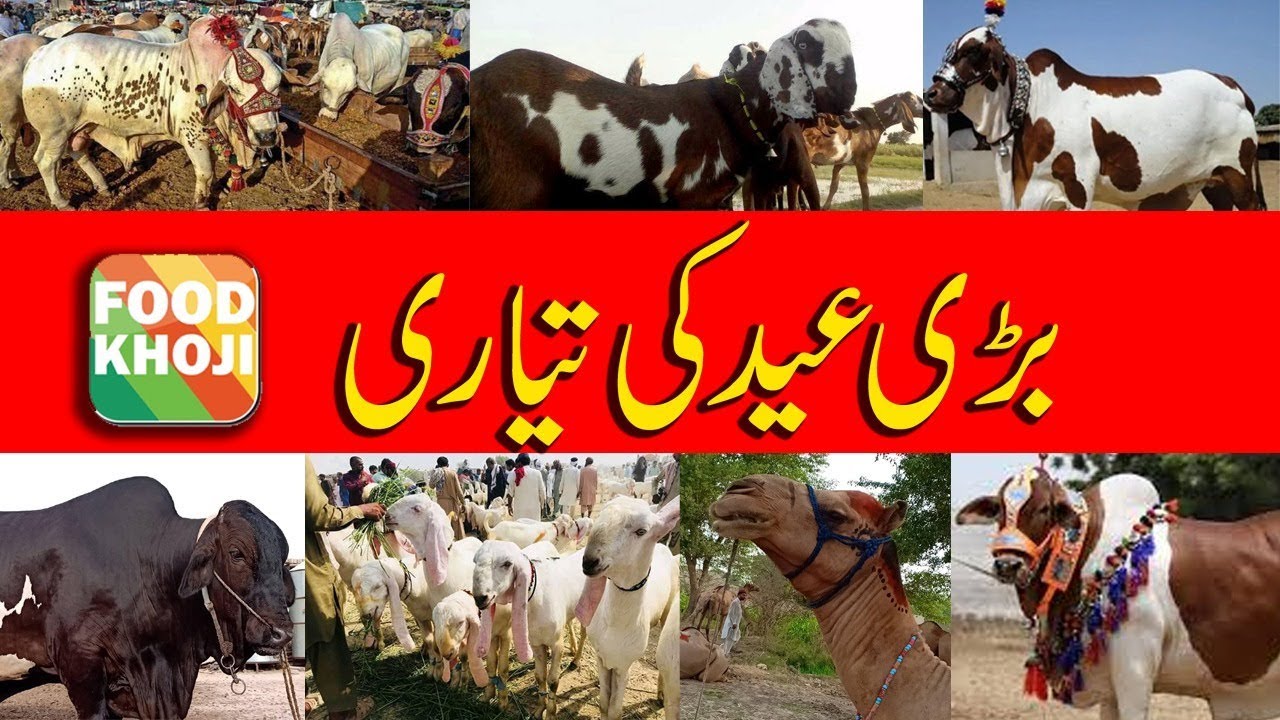 Eid ki tayari 2019 by food khoji , Bakra EID ki Tayari, EID ul Adha preparation 2019