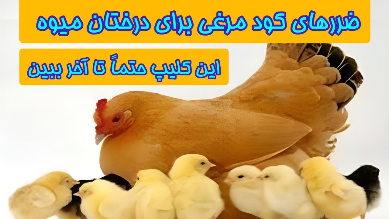 کود مرغی برای درخت خوبه یا بده ، این کلیپ حتماً تا آخر ببین!!