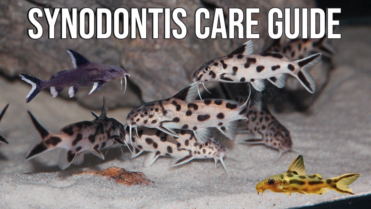 SYNODONTIS CATFISH: Africa's Most PERSONALITY-PACKED Bottom Dwellers!