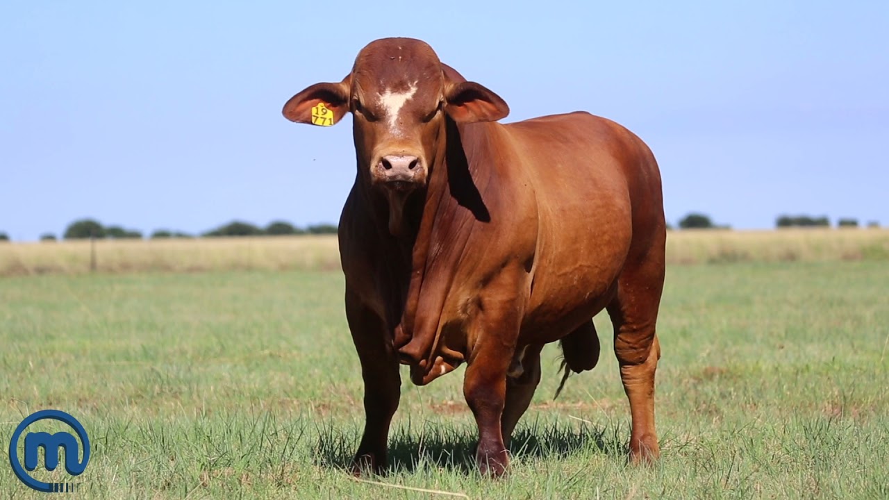 Big Stud Simbra Bull