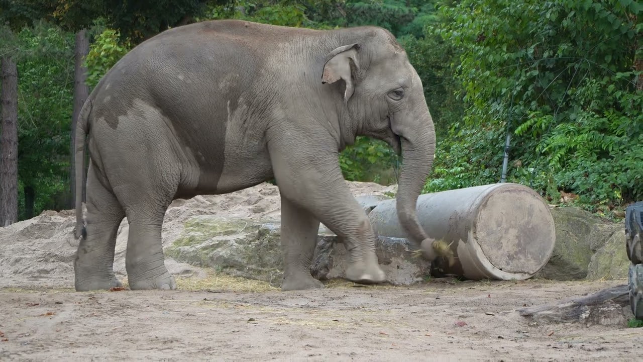 6.09.2024 Zoo Heidelberg Elefanten Jungbullen gruppe