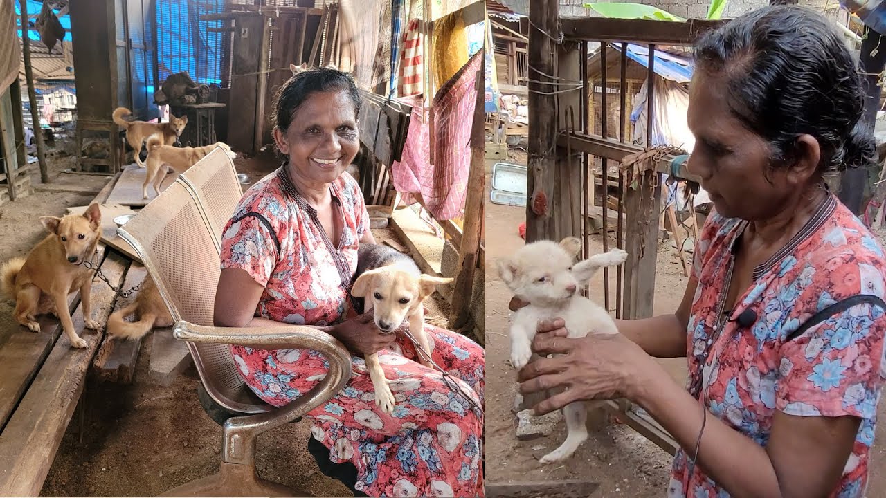 തെരുവ് മൃഗങ്ങൾക്കൊപ്പം ഒറ്റയ്ക്ക് താമസിക്കുന്ന സാറാമ്മ; എല്ലാ ജീവികൾക്കും ഓരോ കഥകളുമുണ്ട്.