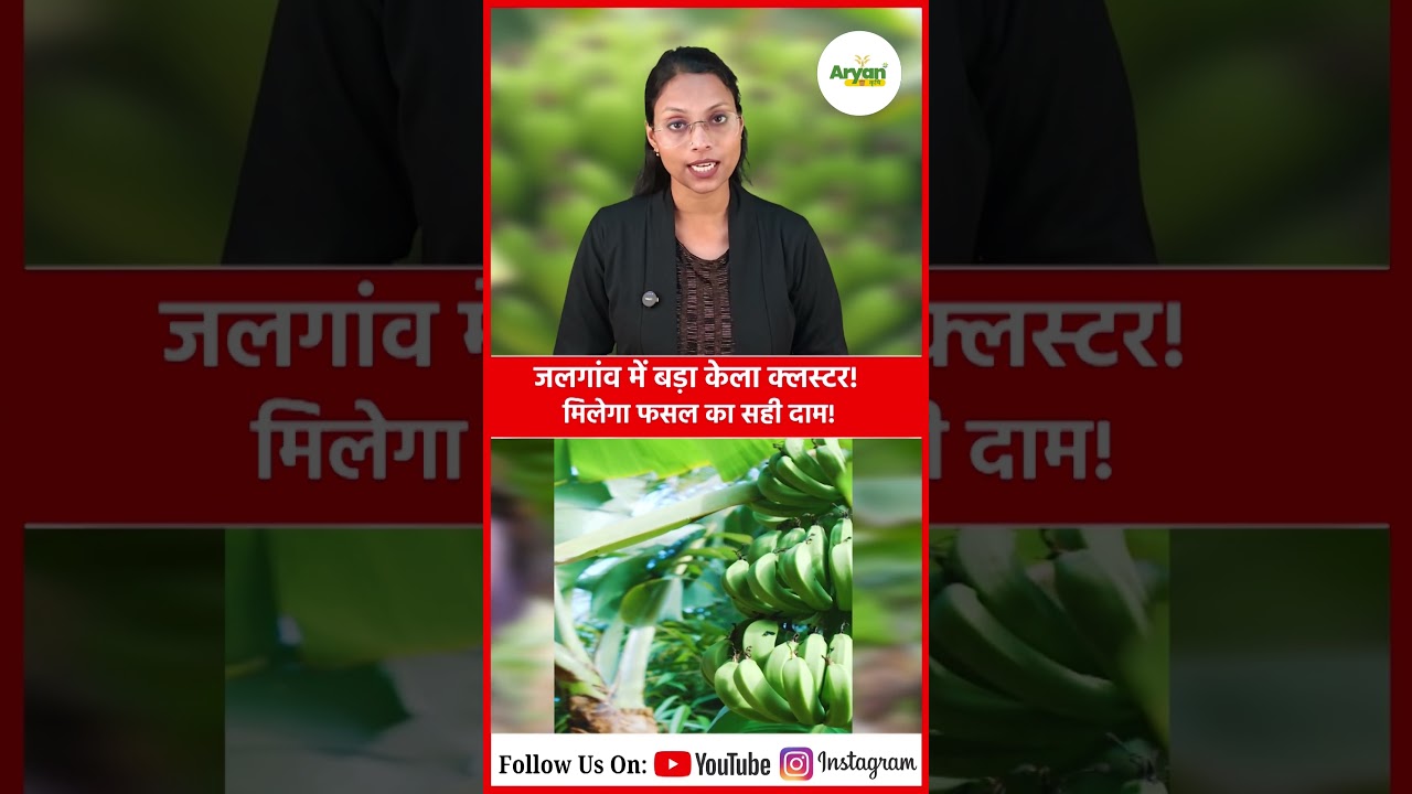 जलगांव बनेगा Banana Hub, एक्सपोर्ट और स्टोरेज की सुविधा ! #bananacluster #jalgaon #maharashtra
