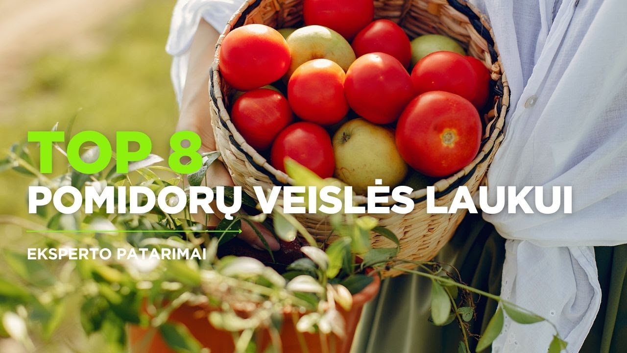 TOP 8 pomidorų veislės laukui I Ekspertų rekomendacijos